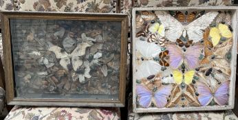 Taxidermy - framed butterflies and beetles,