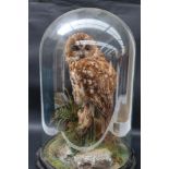 Taxidermy - A tawny owl, perched on a tree stump, with a rocky base, under a glass dome,