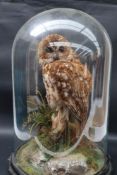 Taxidermy - A tawny owl, perched on a tree stump, with a rocky base, under a glass dome,