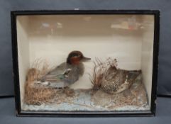 Taxidermy - A pair of teal in a glazed case and naturalistic setting, 51cm wide x 38.