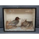 Taxidermy - A pair of teal in a glazed case and naturalistic setting, 51cm wide x 38.