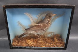 Taxidermy - A song thrush, in a glazed case with ferns and moss, 30.5cm wide x 22.5cm high x 9.