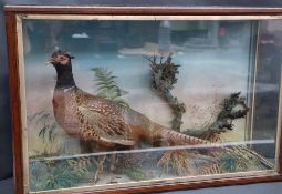 Taxidermy - A cock pheasant, in a glazed case with ferns, grasses etc, 53cm high x 81.