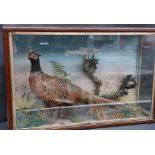 Taxidermy - A cock pheasant, in a glazed case with ferns, grasses etc, 53cm high x 81.