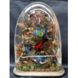 Taxidermy - A Victorian diorama of humming birds and other exotic birds on branches with ferns,