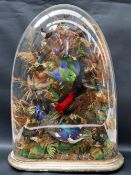 Taxidermy - A Victorian diorama of humming birds and other exotic birds on branches with ferns,