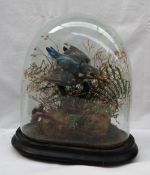 Taxidermy - A diving Kingfisher, under a glass dome with ferns and grasses,