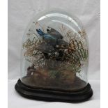 Taxidermy - A diving Kingfisher, under a glass dome with ferns and grasses,