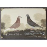 Leighton Studios Maesteg Pigeon studies "Old Faithful" and "Undaunted" Bred and raced by J.P.