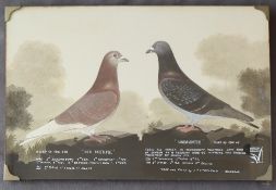 Leighton Studios Maesteg Pigeon studies "Old Faithful" and "Undaunted" Bred and raced by J.P.