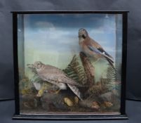 Taxidermy - A falcon feasting on a yellow hammer and a jay on a perch in a glazed case with ferns
