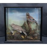 Taxidermy - A falcon feasting on a yellow hammer and a jay on a perch in a glazed case with ferns