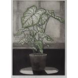 Tessa Beaver Interior with white leaved plant A limited edition print, No.