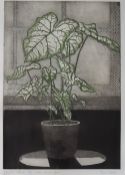Tessa Beaver Interior with white leaved plant A limited edition print, No.