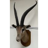 Taxidermy - A Thomsons Gazelle head mount,