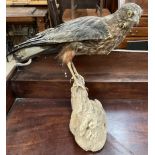 Taxidermy - a buzzard on a wooden base