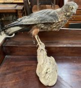 Taxidermy - a buzzard on a wooden base