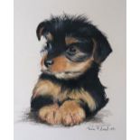 Rex Flood A black and tan terrier pup Charcoals Signed and dated 1971 39 x 28cm