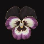 Ladies' Victorian Gold, Diamond and Enamel Blooming Pansy Brooch