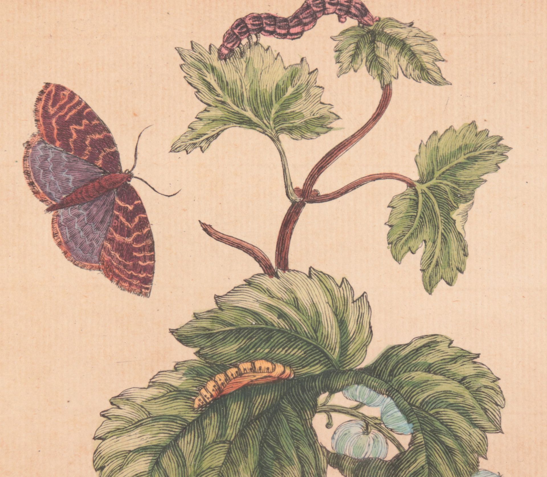 Botanik - Merian, Maria Sibylla 3 St. bestehend aus: 1x "Baldrian", Tafel CXXX., ca. 1 - Image 4 of 5