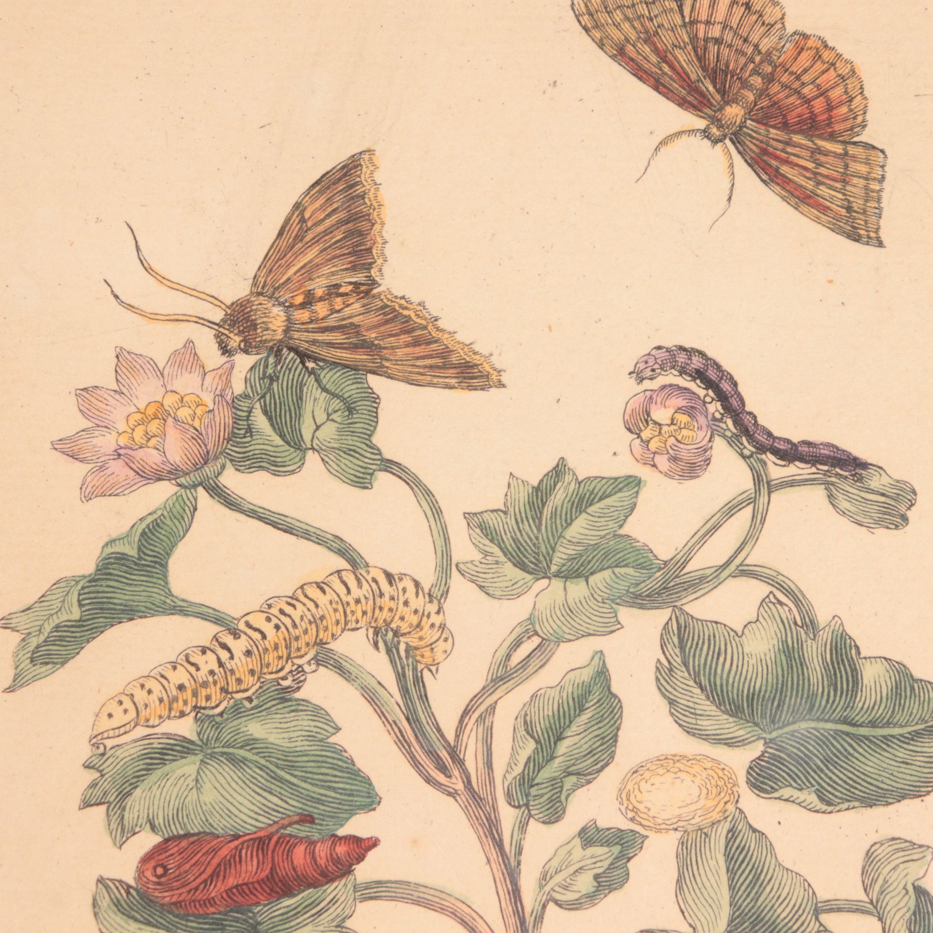 Botanik - Merian, Maria Sibylla 3 St. bestehend aus: 1x "Baldrian", Tafel CXXX., ca. 1 - Image 3 of 5