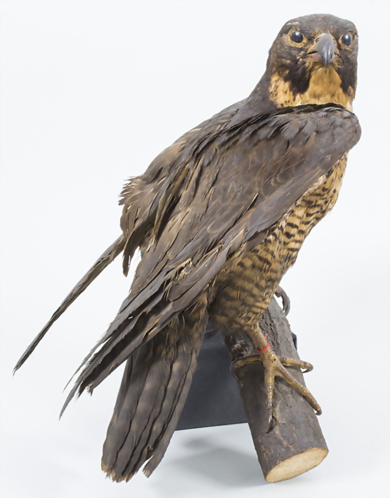 Tierpräparat 'Falke' / An animal preparation 'Falcon'Material: ausgestopfter Falke, G - Image 2 of 3