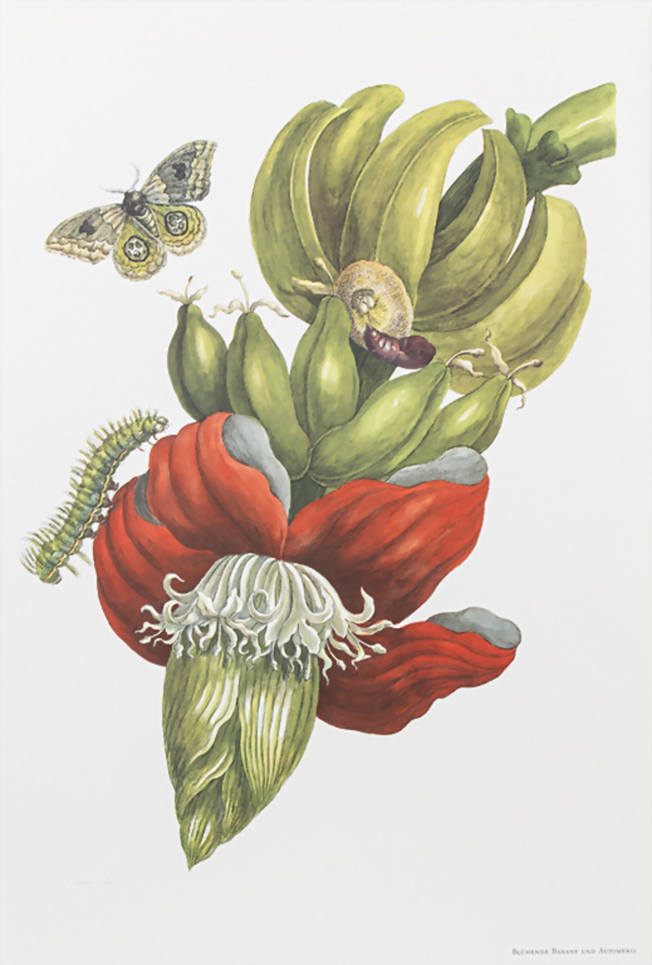 Maria Sibylla Merian / G. Nebel: 'Die schönsten Tafeln aus dem Grossen Buch der Schmetterlinge - Image 3 of 5