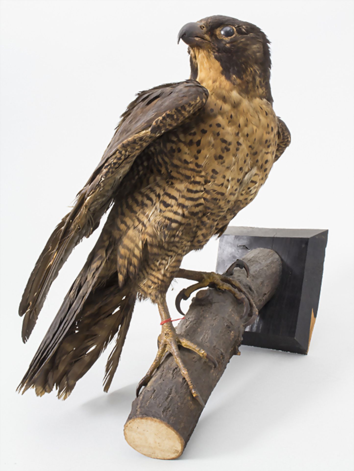 Tierpräparat 'Falke' / An animal preparation 'Falcon'Material: ausgestopfter Falke, G