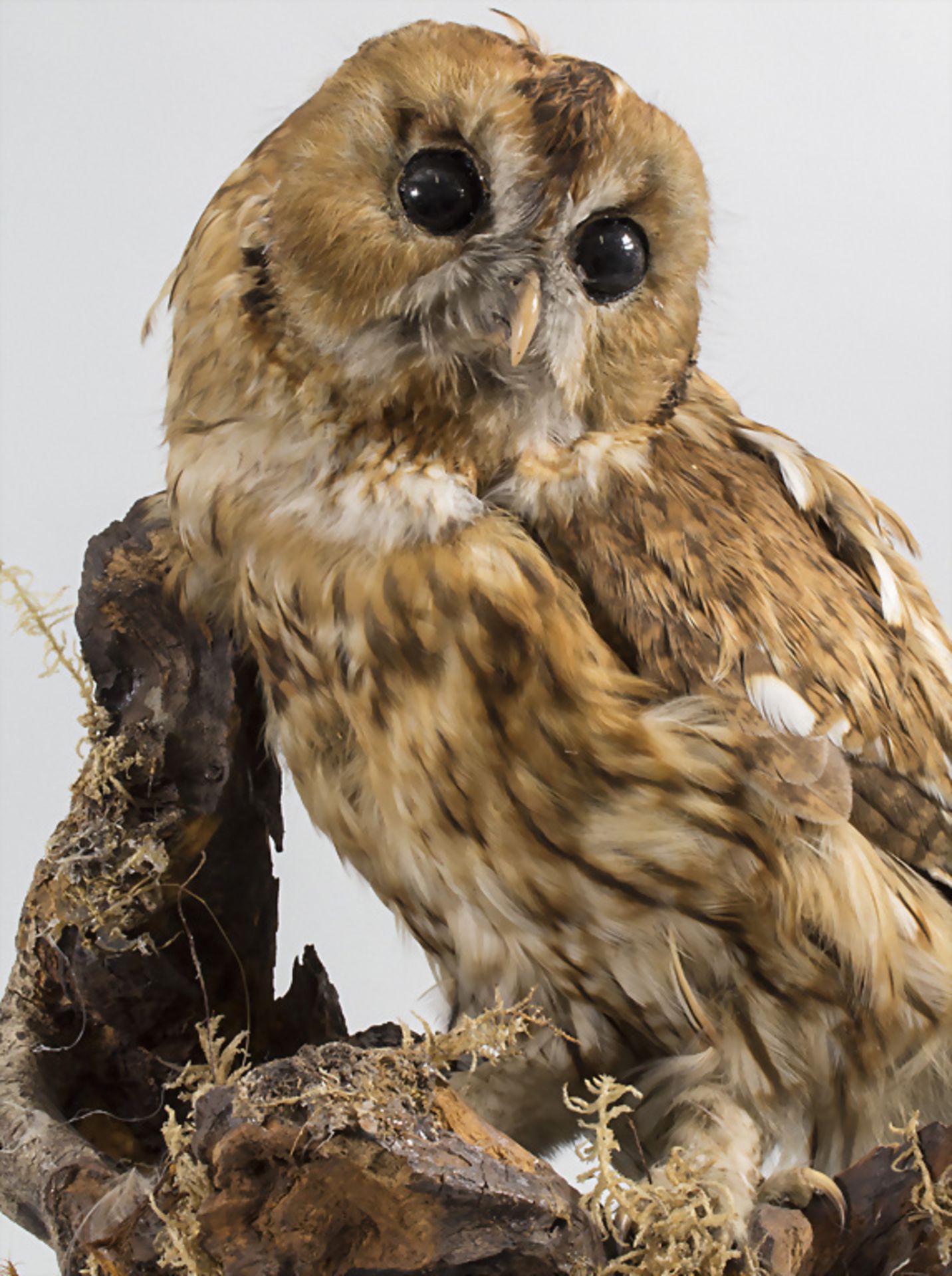Tierpräparat 'Waldkauz' / An animal preparation 'Tawny owl' - Bild 2 aus 3
