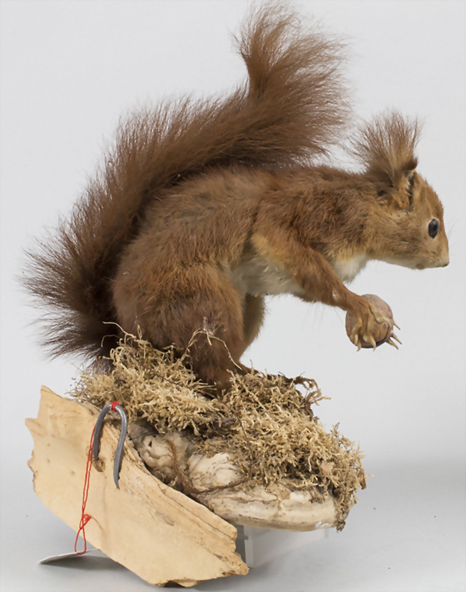 Zwei Tierpräparate 'Eichhörnchen' und 'Hermelin im Winterpelz' / Two animal preparations ... - Bild 3 aus 6