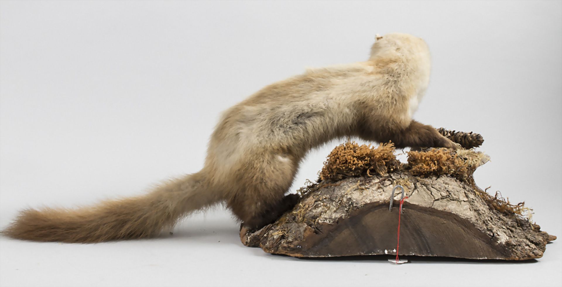 Zwei Tierpräparate 'Eichhörnchen' und 'Hermelin im Winterpelz' / Two animal preparations ... - Bild 5 aus 6