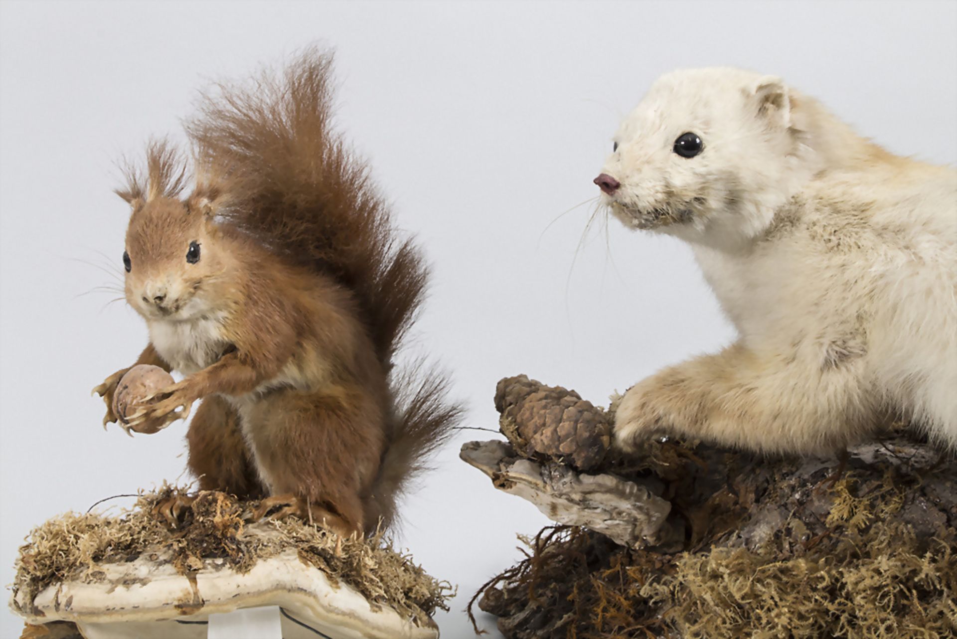 Zwei Tierpräparate 'Eichhörnchen' und 'Hermelin im Winterpelz' / Two animal preparations ...