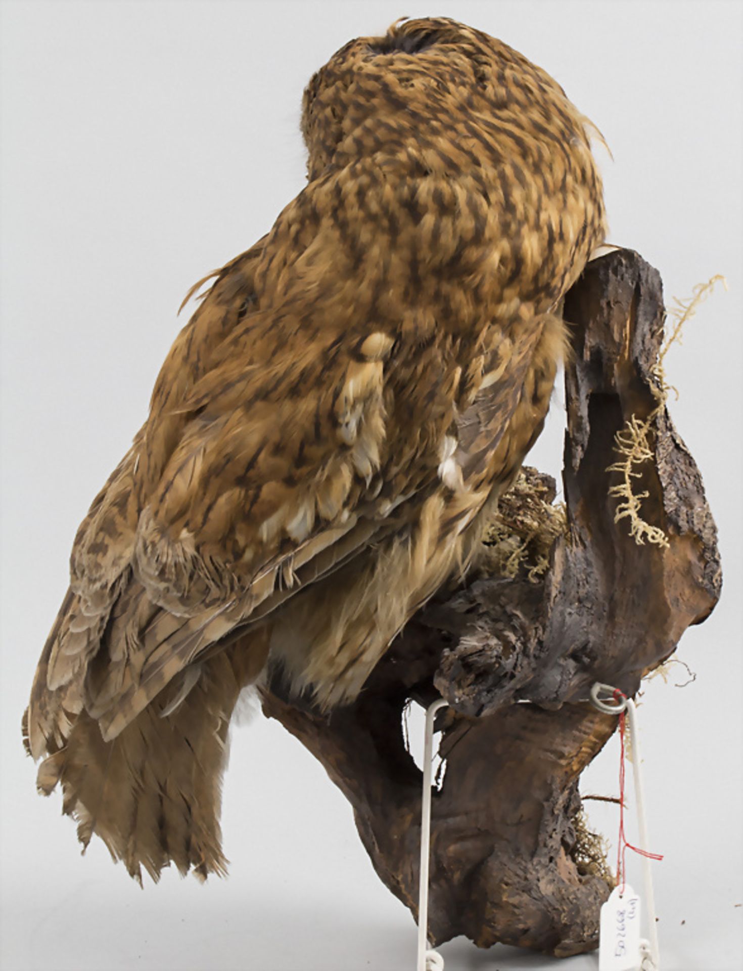 Tierpräparat 'Waldkauz' / An animal preparation 'Tawny owl' - Bild 3 aus 3