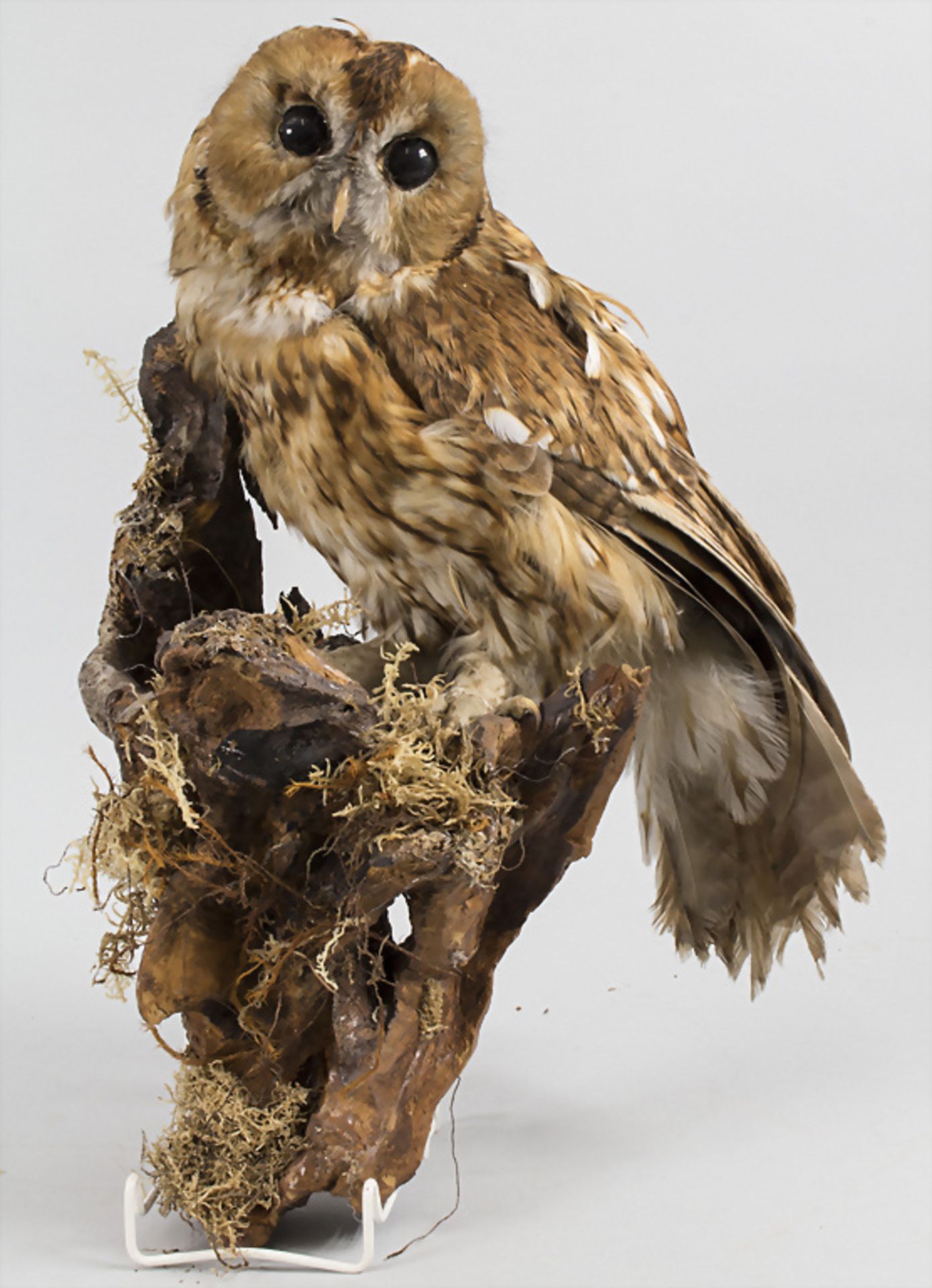 Tierpräparat 'Waldkauz' / An animal preparation 'Tawny owl'