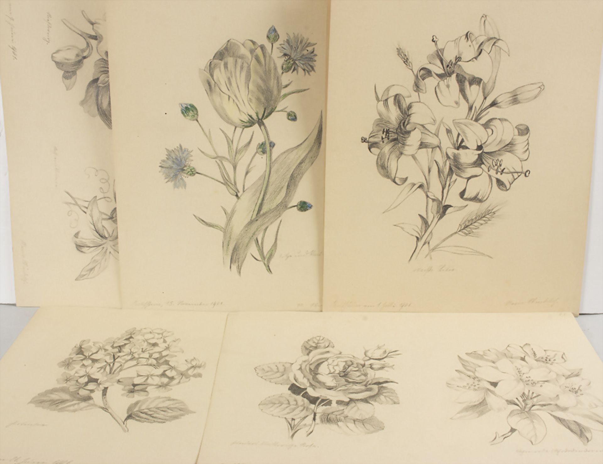 Maria Windisch, 9 Blumenzeichnungen / 9 flower drawings, 1901