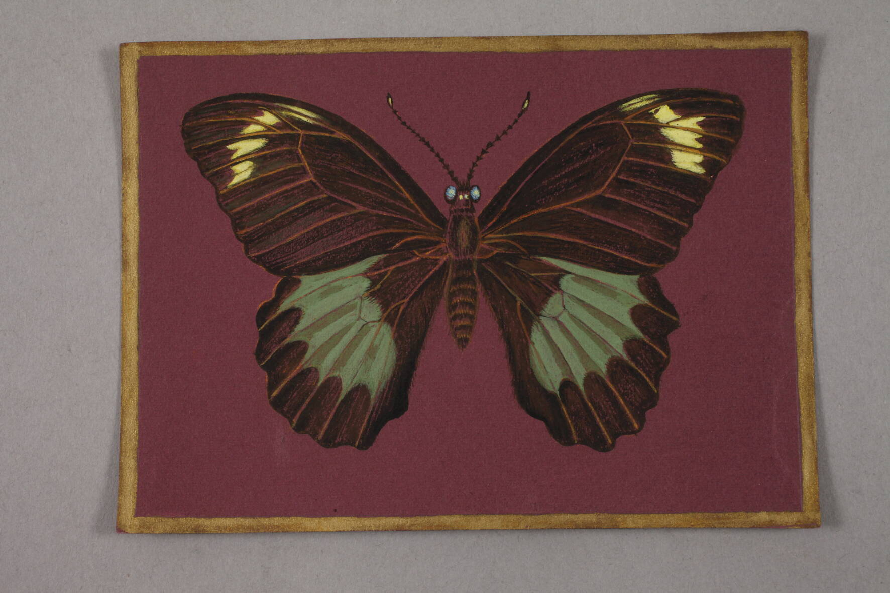 Walther Gasch, Zwei Schmetterlingsdarstellungen detailgetreue Darstellung von zwei Schmetterlingen - Image 4 of 5