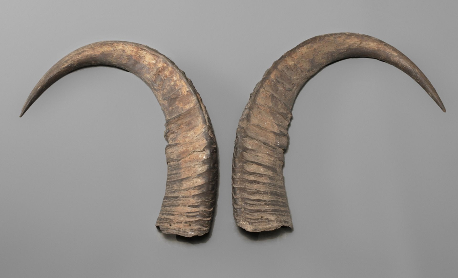 Paar riesige kaukasische Steinbockhörner 19. Jh. oder früher, mit Bohrungen zur Wandaufhängung, L 80