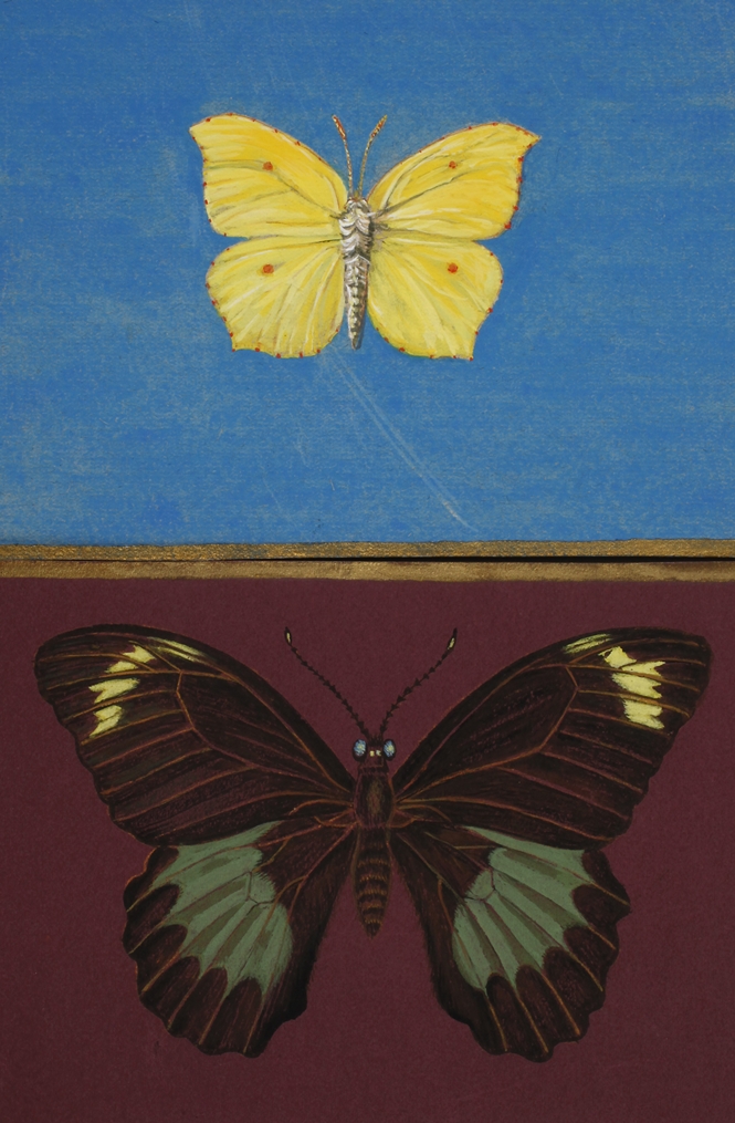 Walther Gasch, Zwei Schmetterlingsdarstellungen detailgetreue Darstellung von zwei Schmetterlingen