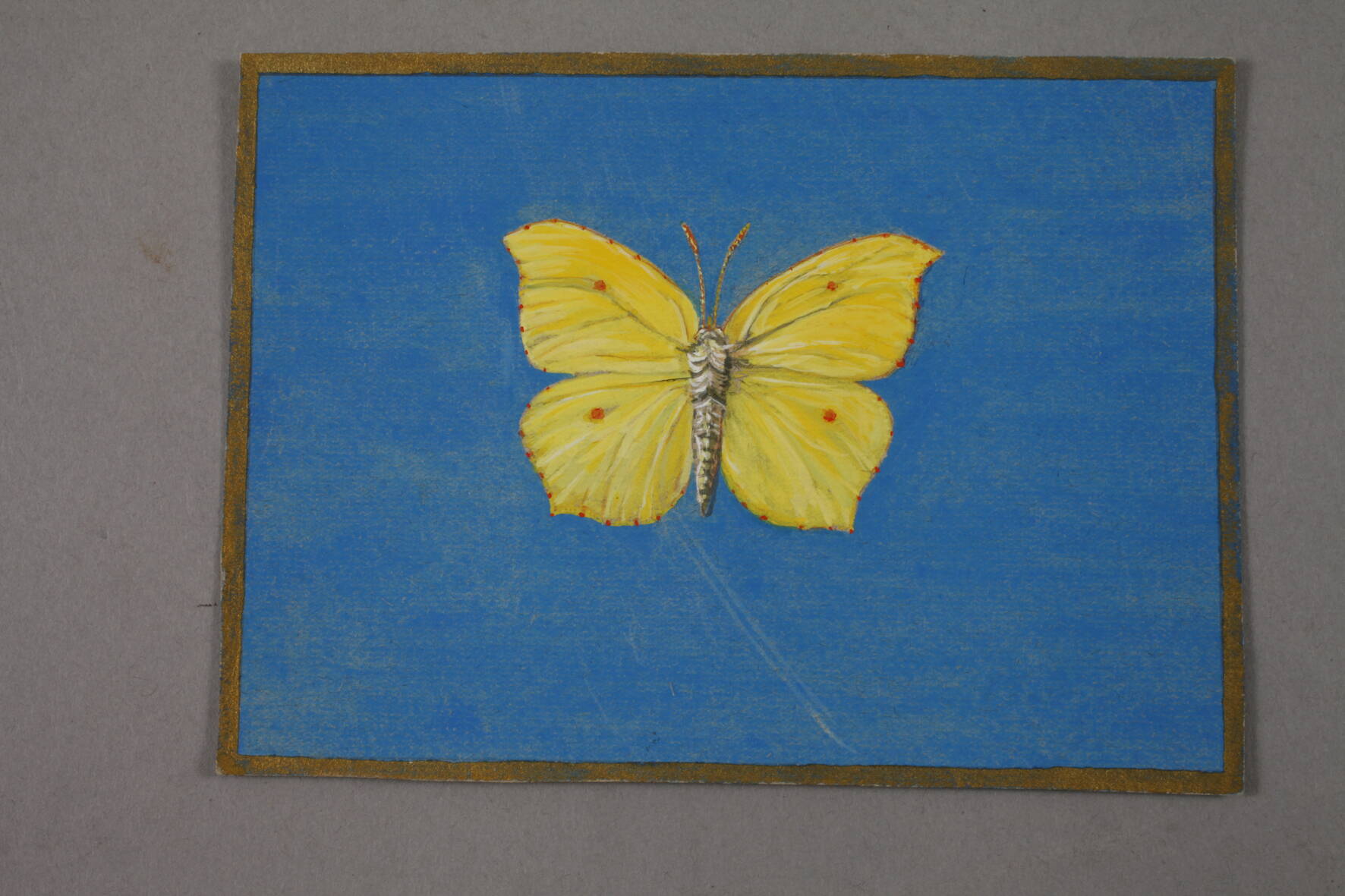 Walther Gasch, Zwei Schmetterlingsdarstellungen detailgetreue Darstellung von zwei Schmetterlingen - Image 2 of 5