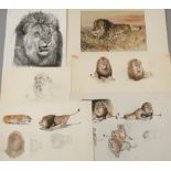 Paul Rudolph, Konvolut Löwendarstellungen sechs Blatt, Bleistift, Gouache und eine überzeichnete