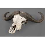 Übergroße Jagdtrophäe um 1920, Schädel eines riesigen Wasserbüffels, ein Horn lose, H 70 cm, B 80