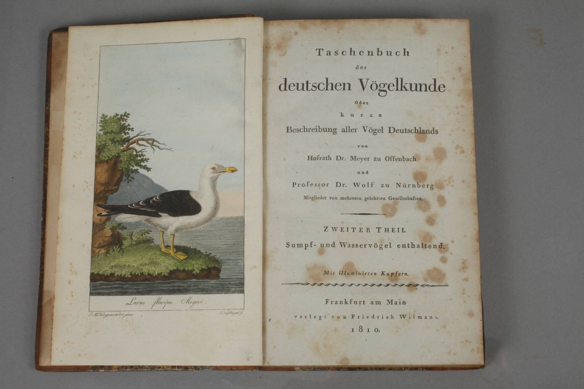 Taschenbuch der deutschen Vogelkunde - Bild 4 aus 5