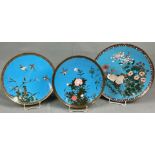 3 Cloisonné Platten. Wohl Japan, China alt. Bis 36,5 cm Durchmesser.