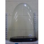 An antique oblong glass dome on ebonised base, 53 cm high overall [A] TO BID ON THIS LOT AND FOR