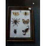 A glazed framed panel displaying six exotic insects including a scorpion, 16.5 x 12.5 in overall [A]