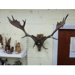 An old roe deer head with impressive antlers [wall by office] WE DO NOT TAKE CREDIT CARDS OR CASH.
