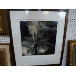 Philippe Grunchec, four photographic studies of palm trees (each 40 x 40 cm), all framed, reverse of