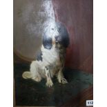 An oils on canvas of a seated Springer Spaniel (41 x 31 cm) WE DO NOT TAKE CREDIT CARDS OR CASH.
