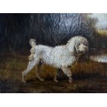 An oils on canvas of a water poodle in the old Flemish style (28 x 33 cm). WE DO NOT TAKE CREDIT