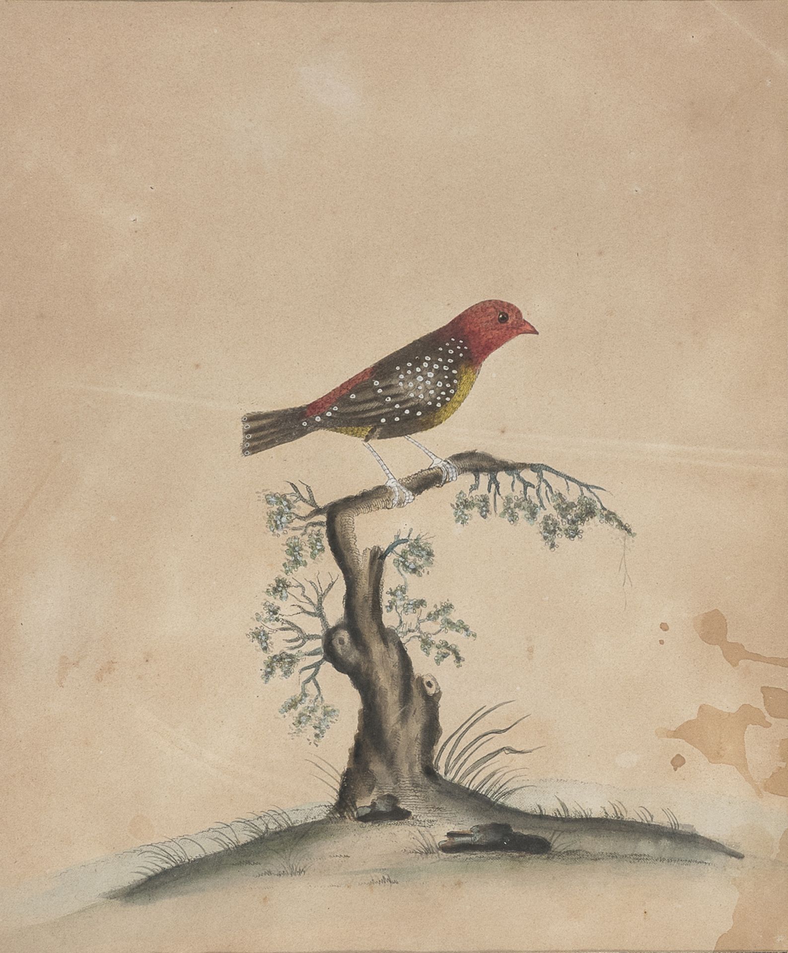 SIX ENGLISH WATERCOLOR OF BIRDS 19TH CENTURY